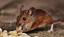 24 Hour & Emergency Exterminators in Mission, KS
